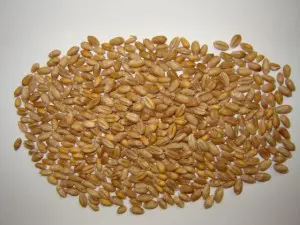 Le blé pour pêcher la carpe, une petite graine populaire appréciée
